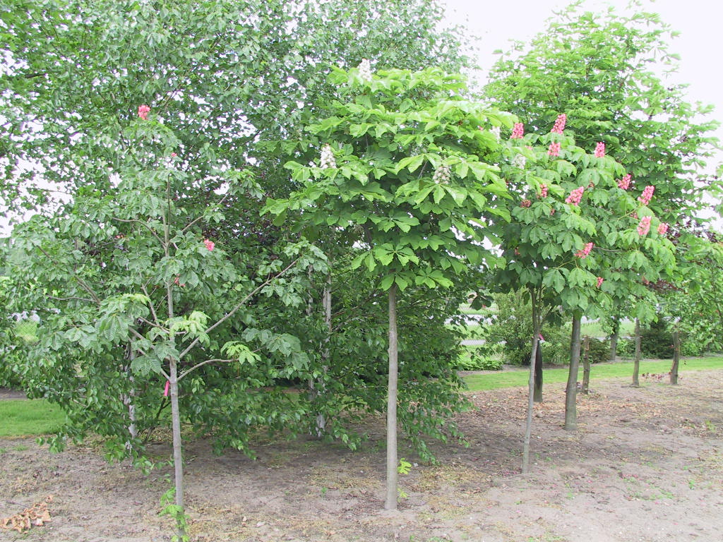 Aesculus hippocastaneum Baumannii und carnea.jpg